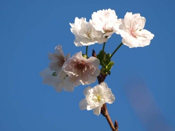 十月桜.JPG