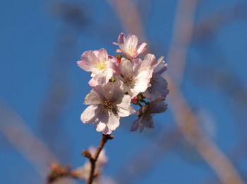 大阪冬桜.JPG