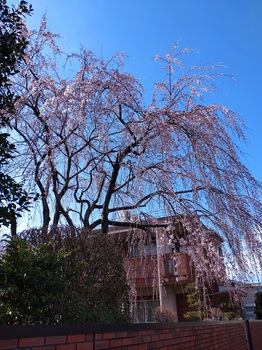 枝垂桜.jpg