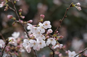 桜１１.JPG