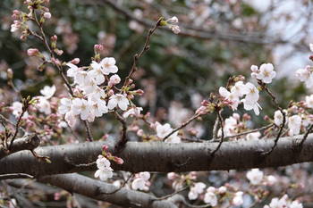 桜１２.JPG