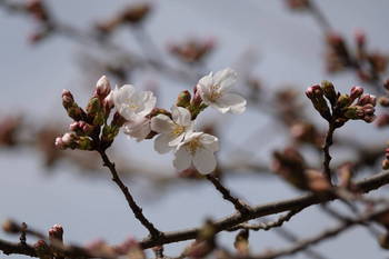 桜１４.JPG