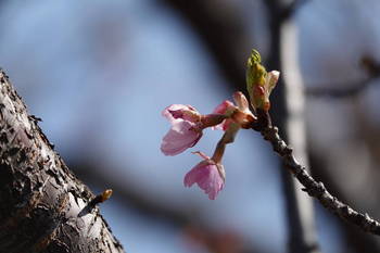 桶川の桜.JPG