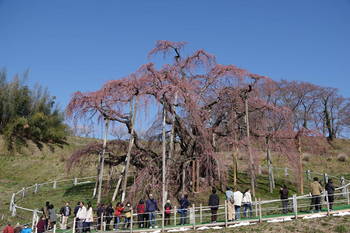 滝桜１.JPG