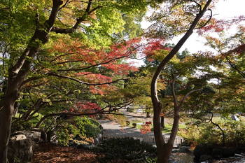 秋の丸山公園.JPG