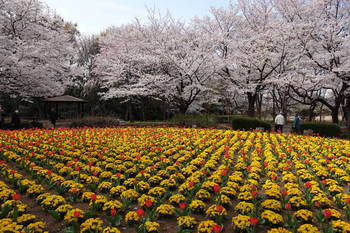花の丘公園.JPG