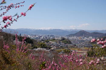 花見山３.JPG