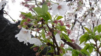 雪の桜２.JPG